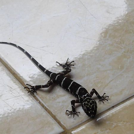 不拉士打宜 Batu Kapal Jungle Houses酒店 外观 照片