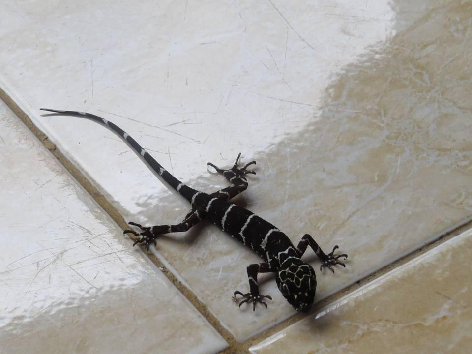 不拉士打宜 Batu Kapal Jungle Houses酒店 外观 照片