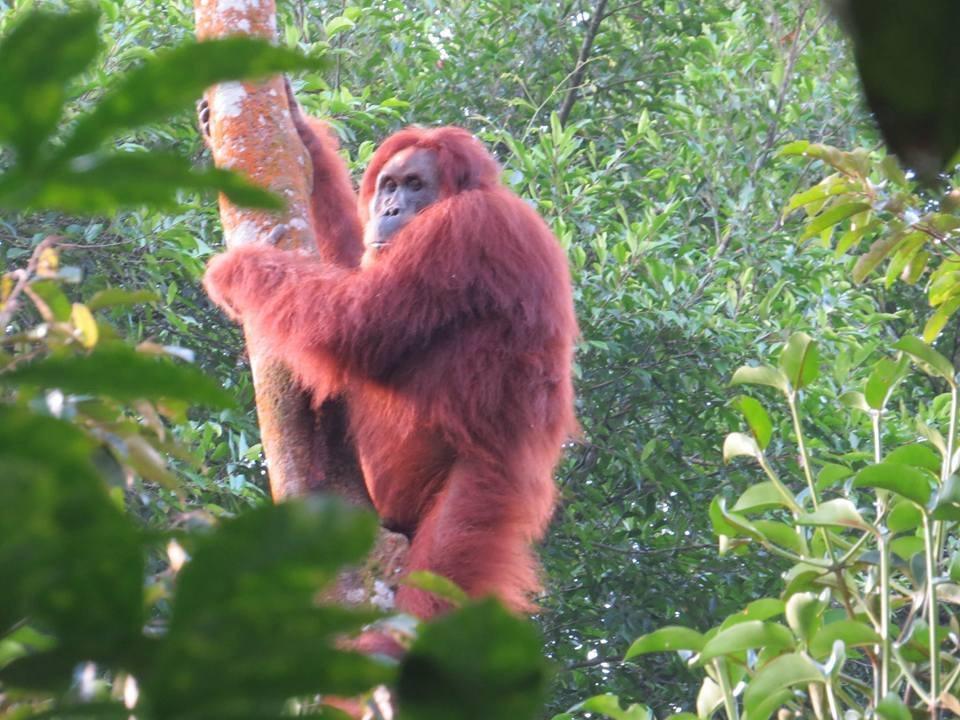 不拉士打宜 Batu Kapal Jungle Houses酒店 外观 照片